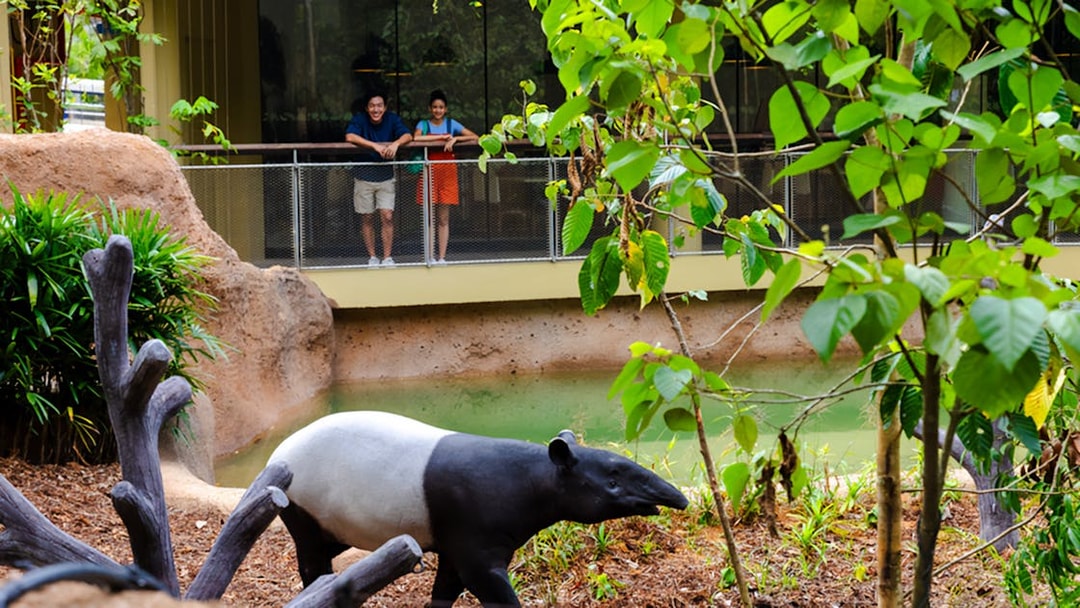 Tapir walking near a watering hole with visitors observing from a platform.