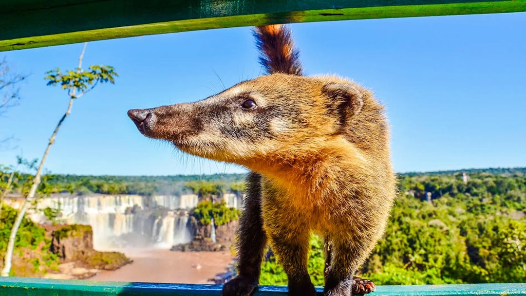 Coati at Iguazu Falls, Argentina, with lush greenery and waterfalls in the background.