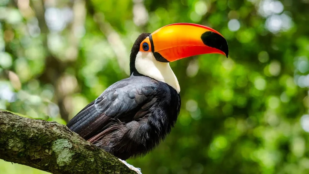 Toucan perched on a branch in a lush green forest.