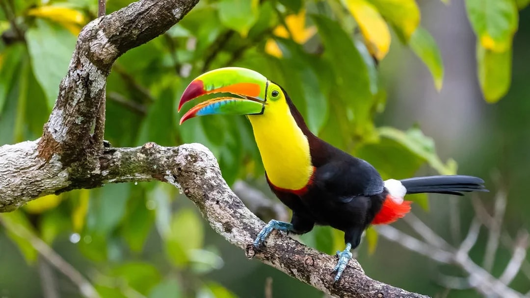 Toucan perched on a branch in Iguazu Falls, Argentina.
