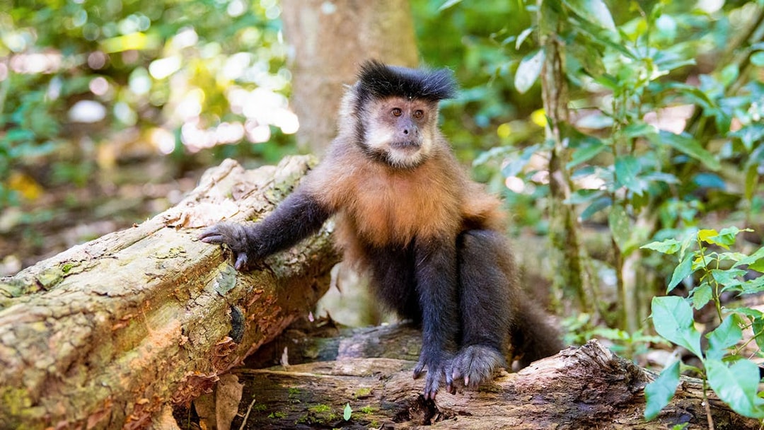 Monkey sitting on a log in the forest along the Iguazu Falls nature trail.