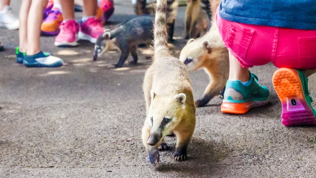 Coatis walking near tourists at Brazilian Falls.