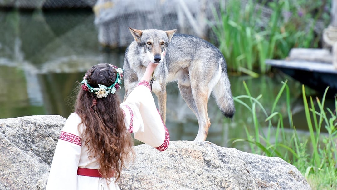 Person interacting with a wolf at Puy du Fou, France.