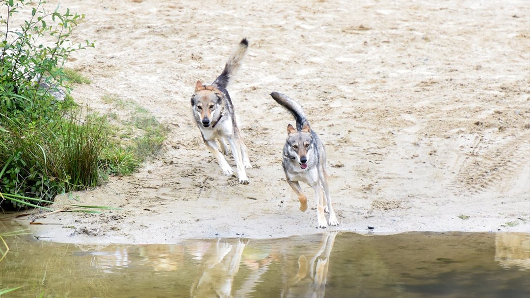 Two wolves running near a water body at Puy du Fou, France.