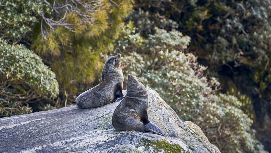 Playful seals resting on rocks in a natural setting.