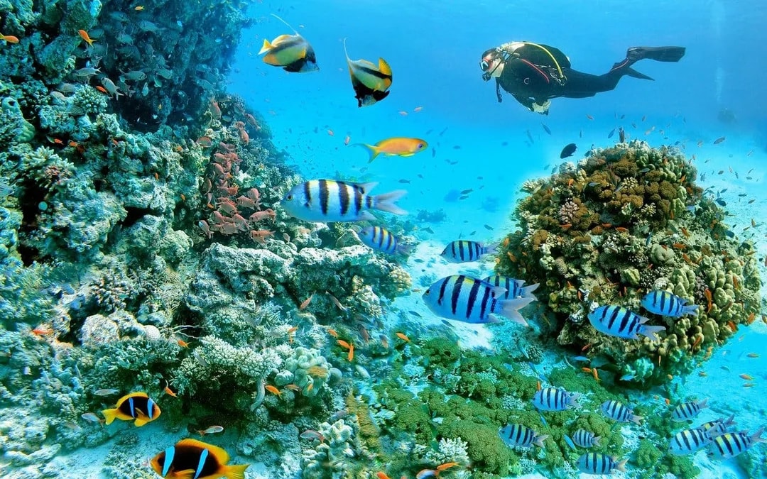 Red Sea Scuba Diving for Beginners with Round-Trip Transfers Image 8