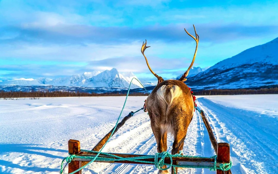 Reindeer Sledding & Sami Culture Guided Tour with Hot Drinks & Meal Image 6