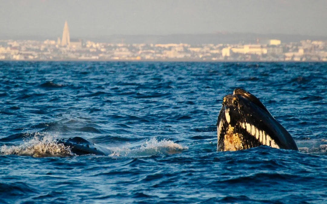 Whale breaching near Reykjavik with city skyline in the background.