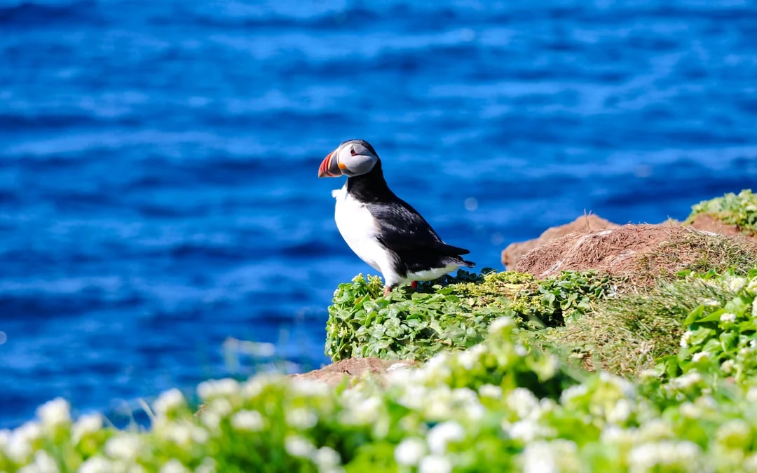 Puffin on grassy cliff with ocean backdrop during Reykjavik RIB speedboat tour.