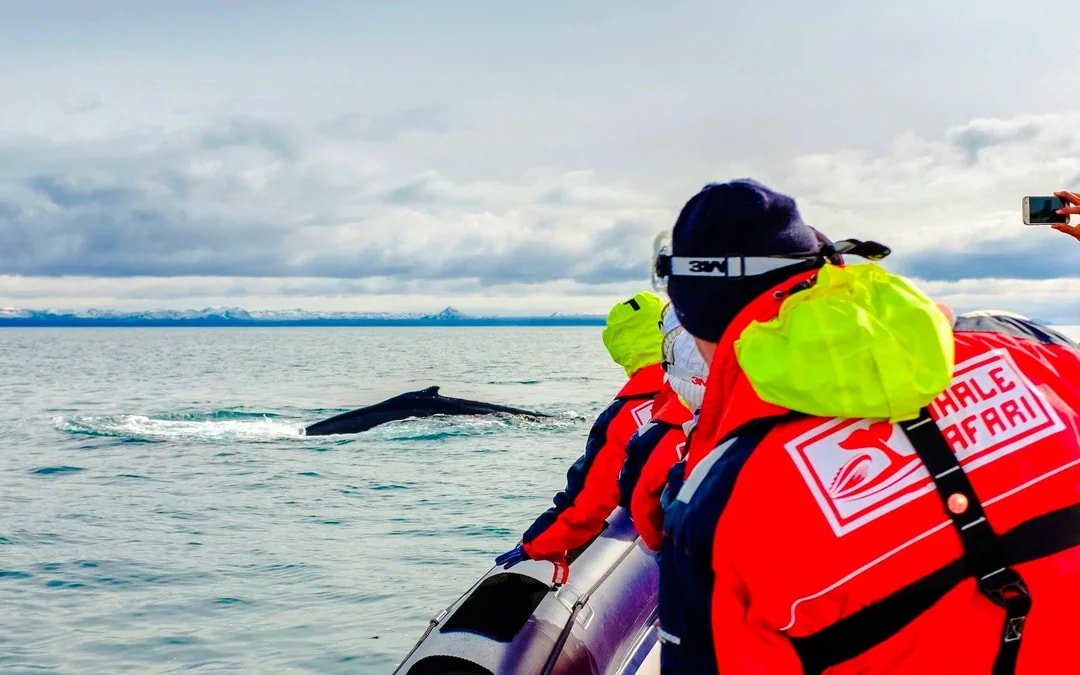 Whale watching from RIB speedboat near Reykjavik with guests observing a whale.