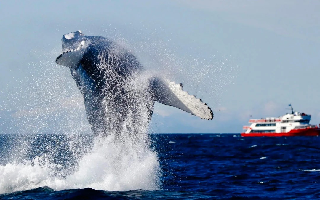 Reykjavik: Whale Watching & Puffin Tour on RIB speedboat Image 8
