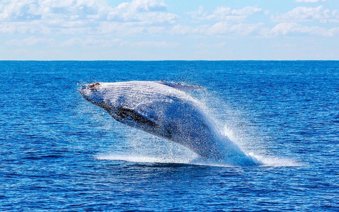 Reykjavik: Whale Watching on a Luxury Yacht