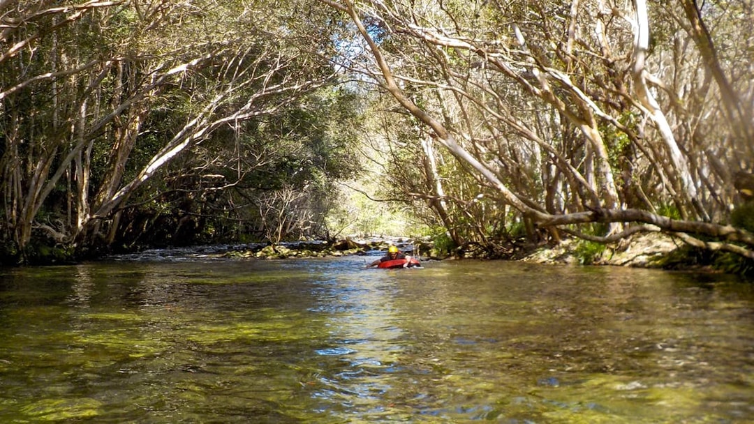 River tubing through a forested area with clear water and overhanging trees.