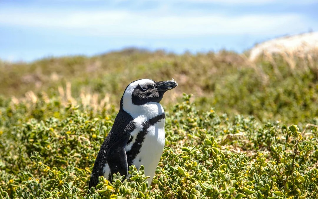 Robben Island, Boulders Beach Penguin Colony & Cape of Good Hope Full-Day Private Tour Image 6