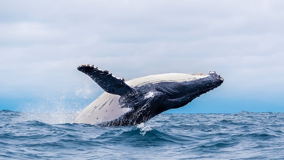 Whale breaching in ocean near Rottnest Island during ferry and bike day trip.