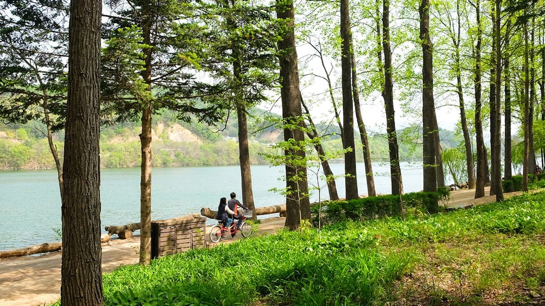 Couple cycling along a tree-lined path on Nami Island, South Korea.
