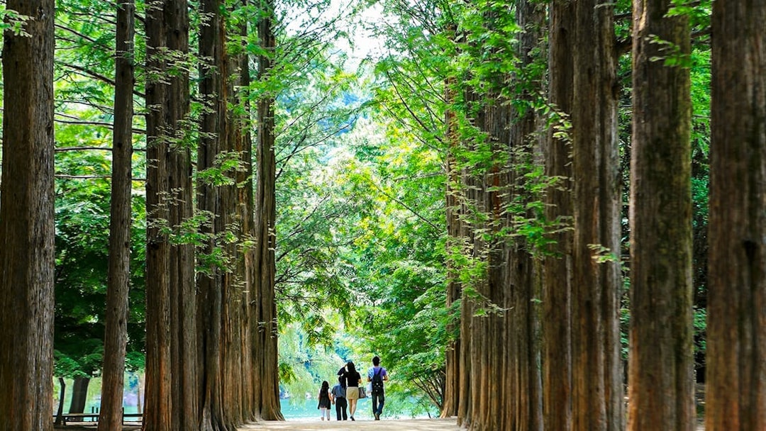 Visitors walking along Metasequoia tree-lined path on Nami Island, South Korea.