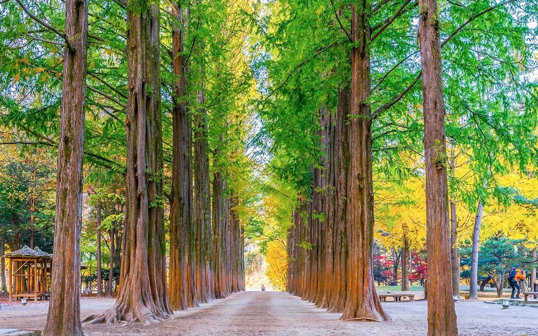Round Trip Shuttle Bus Service to Nami Island 
 Image 1