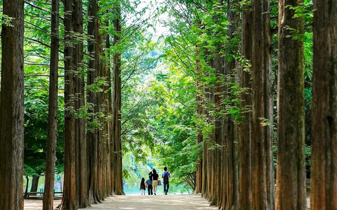 Round Trip Shuttle Bus Service to Nami Island 
 Image 11