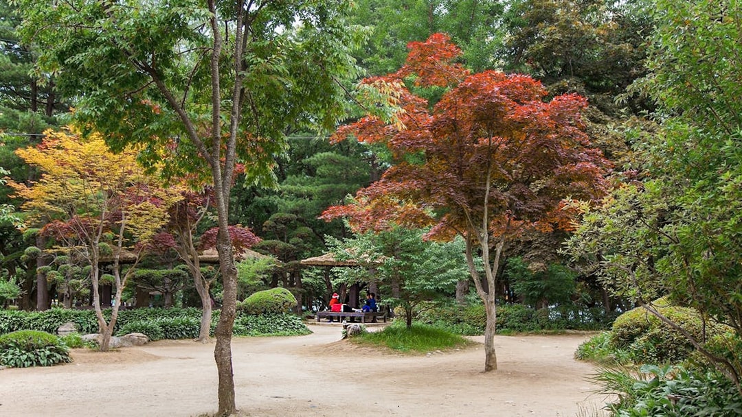 Nami Island landscape with colorful trees and visitors, filming site of Winter Sonata, South Korea.