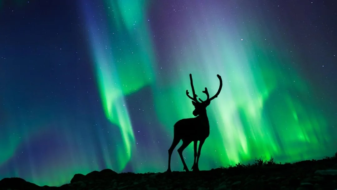 Reindeer silhouetted against northern lights in Norway.
