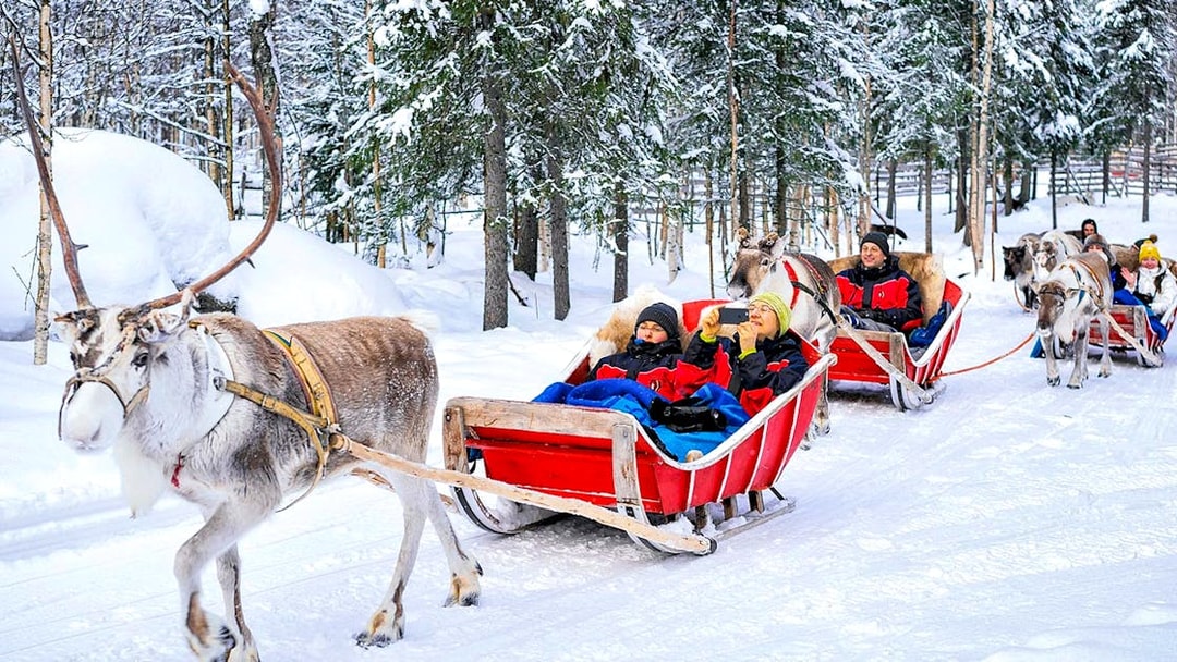Reindeer pulling sleighs with people through snowy forest in Rovaniemi.