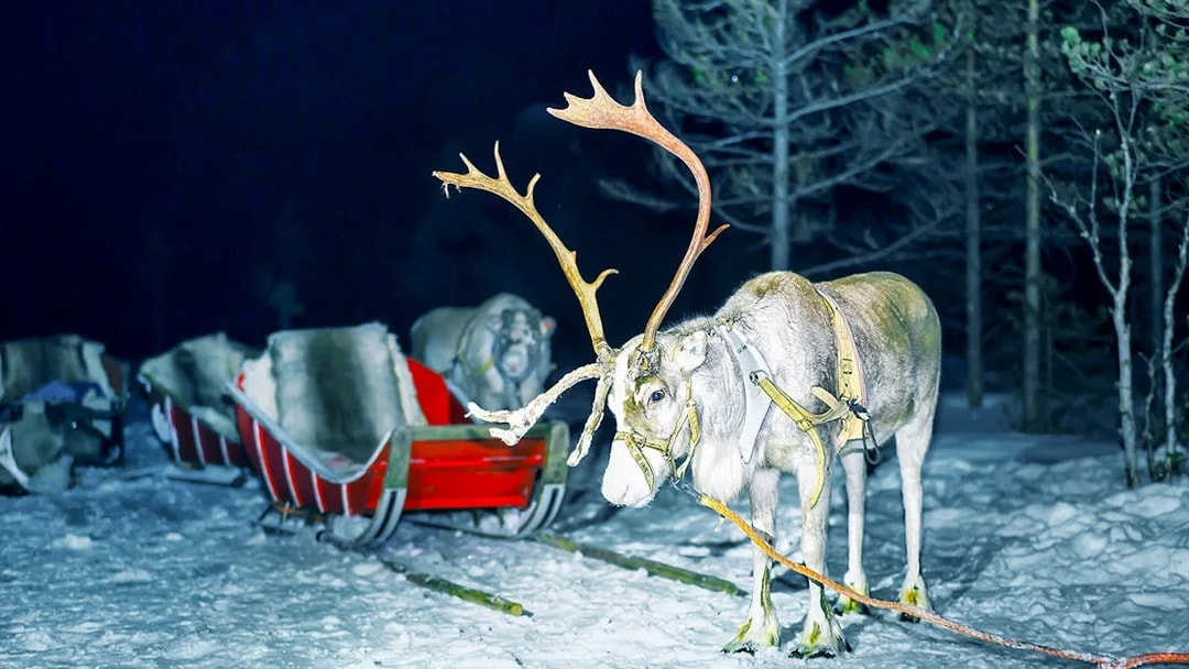 Reindeer pulling a sleigh at night in snowy Rovaniemi forest.