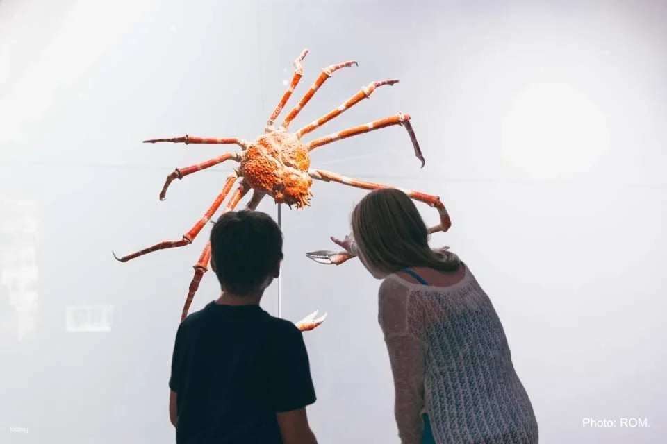 Royal Ontario Museum Ticket | Toronto