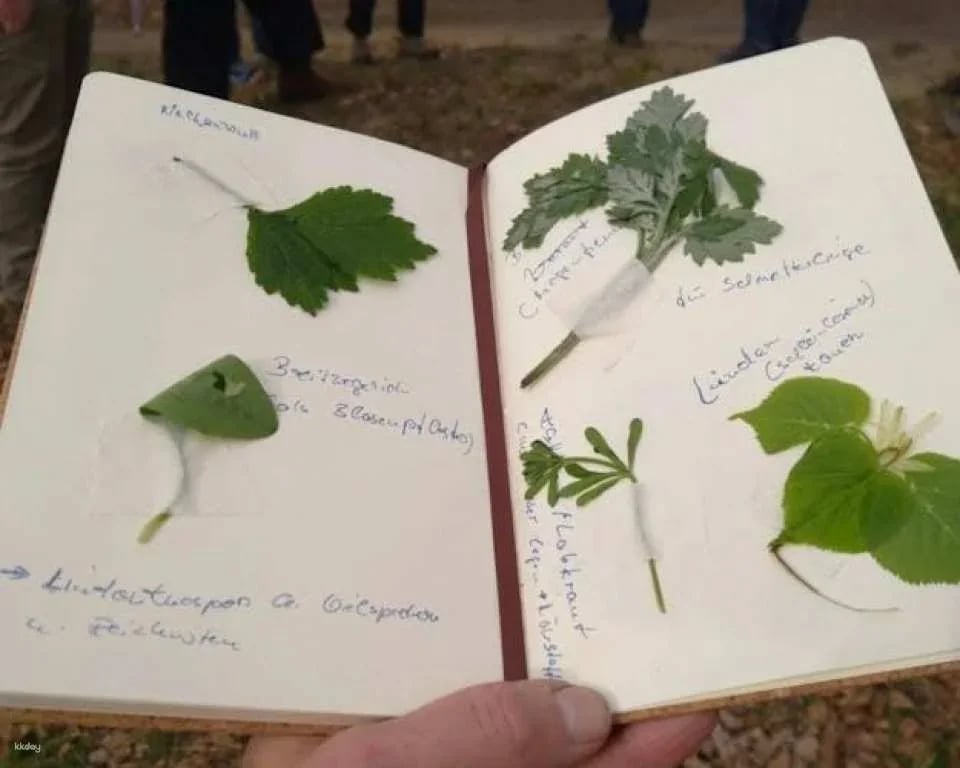 Saarbrücken wild plant foraging guided walking experience