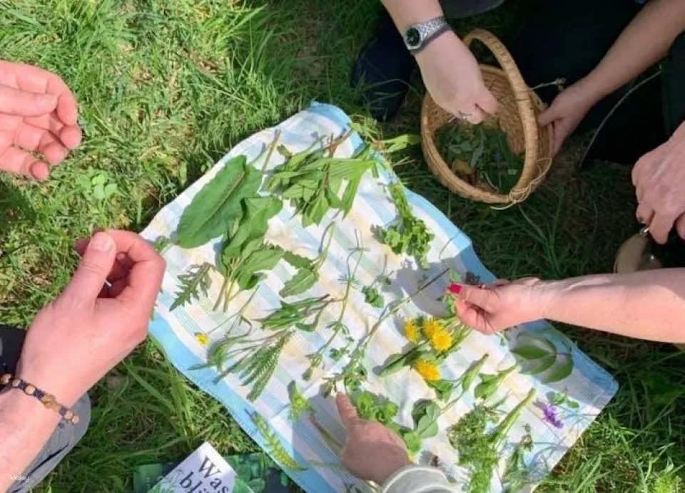 Saarbrücken wild plant foraging guided walking experience