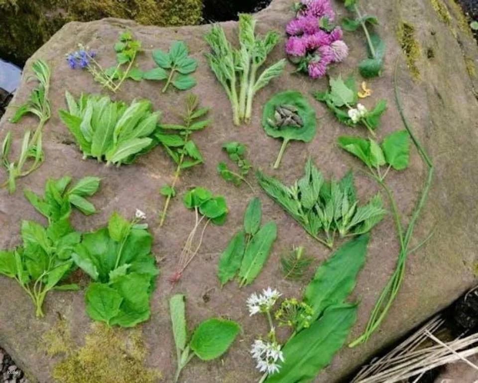 Saarbrücken wild plant foraging guided walking experience