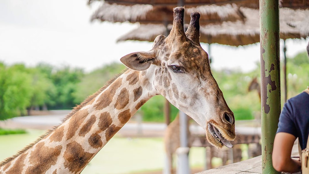 Giraffe at feeding area in Safari World.