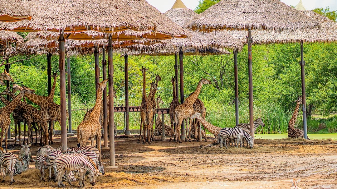 Giraffes and zebras under thatched shelters at Safari World.