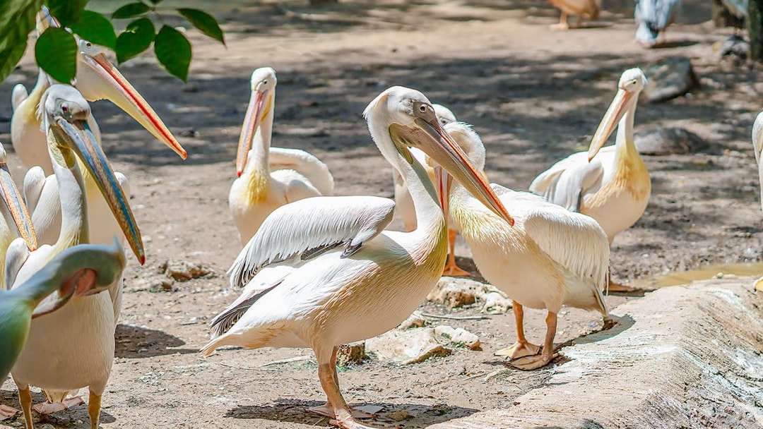 Pelicans gathered at Safari World, standing on a sandy area.