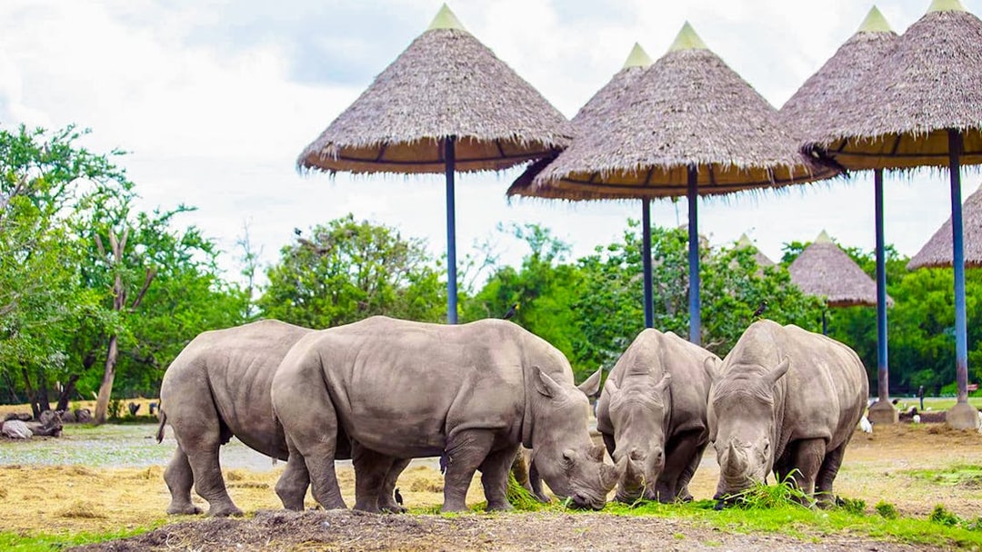 Rhinos grazing under thatched shelters at Safari World.