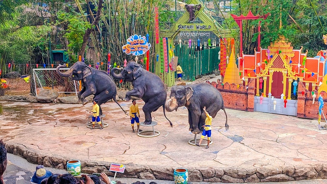 Elephants performing at Safari World show with trainers in front of a colorful backdrop.