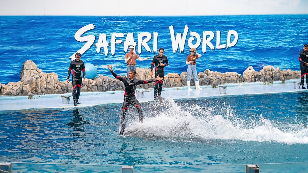 Trainer performing with dolphins at Safari World Marine Park show.
