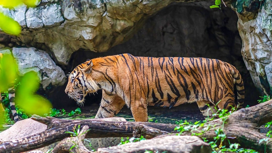 Safari World Tickets with Optional Lunch