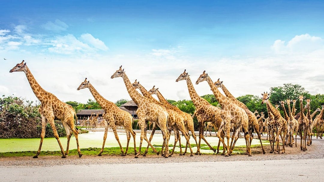 Safari World Tickets with Transfers, Bangkok