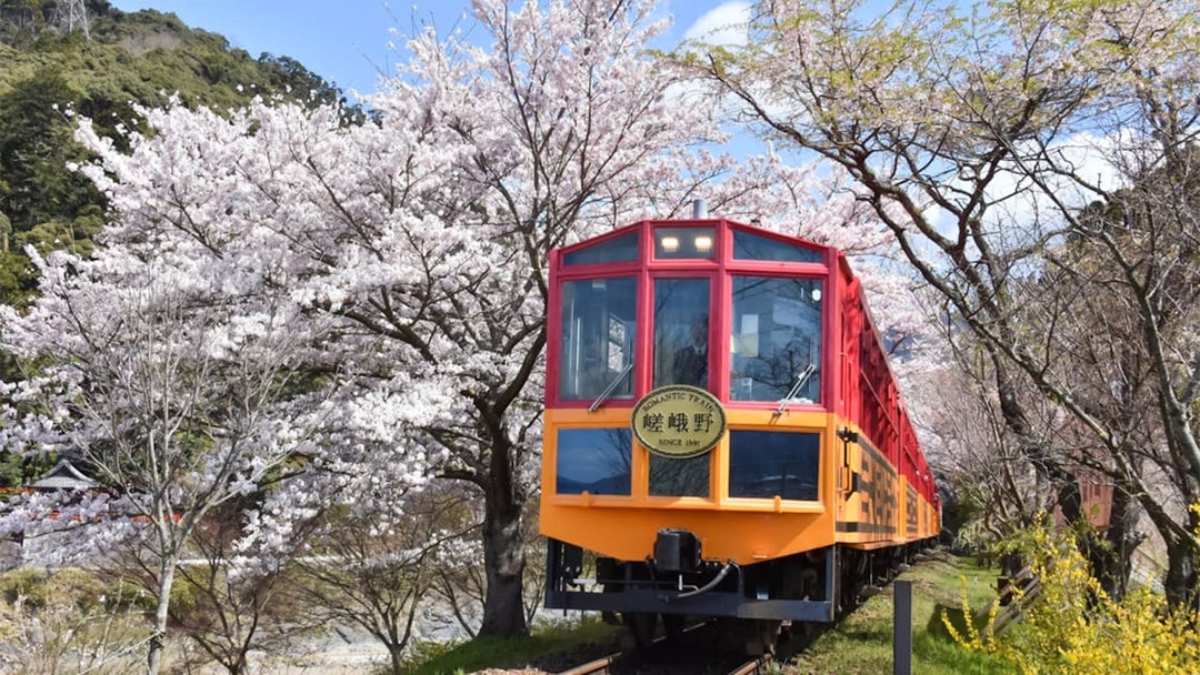 Sagano Romantic Train passing cherry blossoms in Kyoto, Japan.