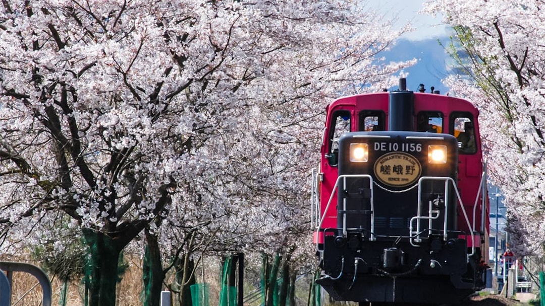 Sagano Romantic Train passing through cherry blossom trees in Kyoto, Japan.