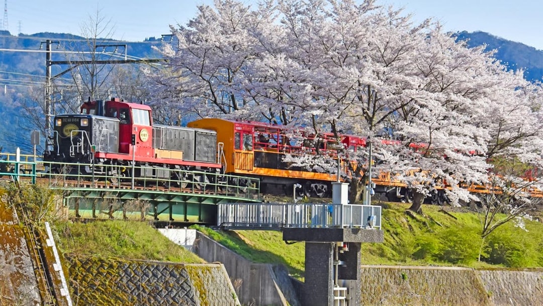 Sagano Romantic Train crossing a bridge with cherry blossoms in Kyoto, Japan.