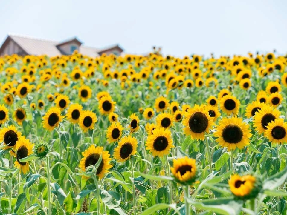 Osaka, Japan | Sakai Green Museum Harvest Hill Natural Farm