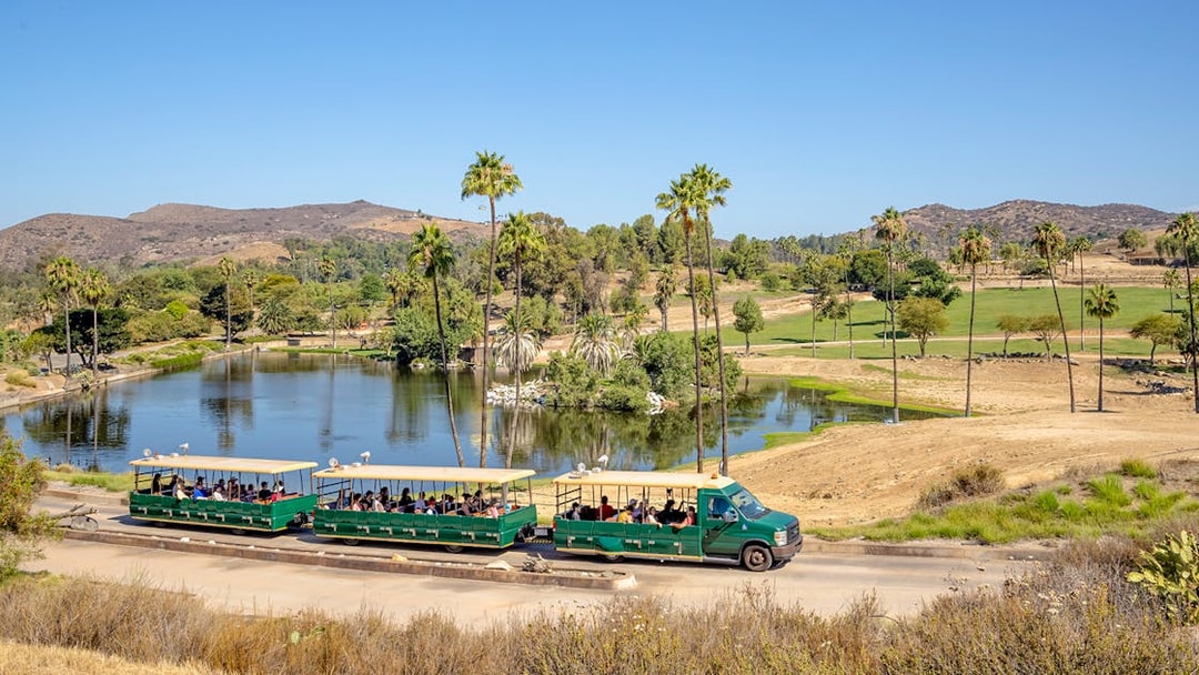African tram touring San Diego Zoo Safari Park with scenic landscape and palm trees.
