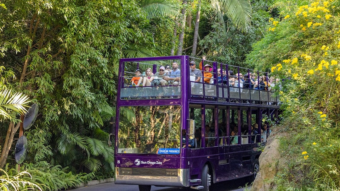 Guided bus tour at San Diego Zoo Safari Park with visitors on a double-decker bus.
