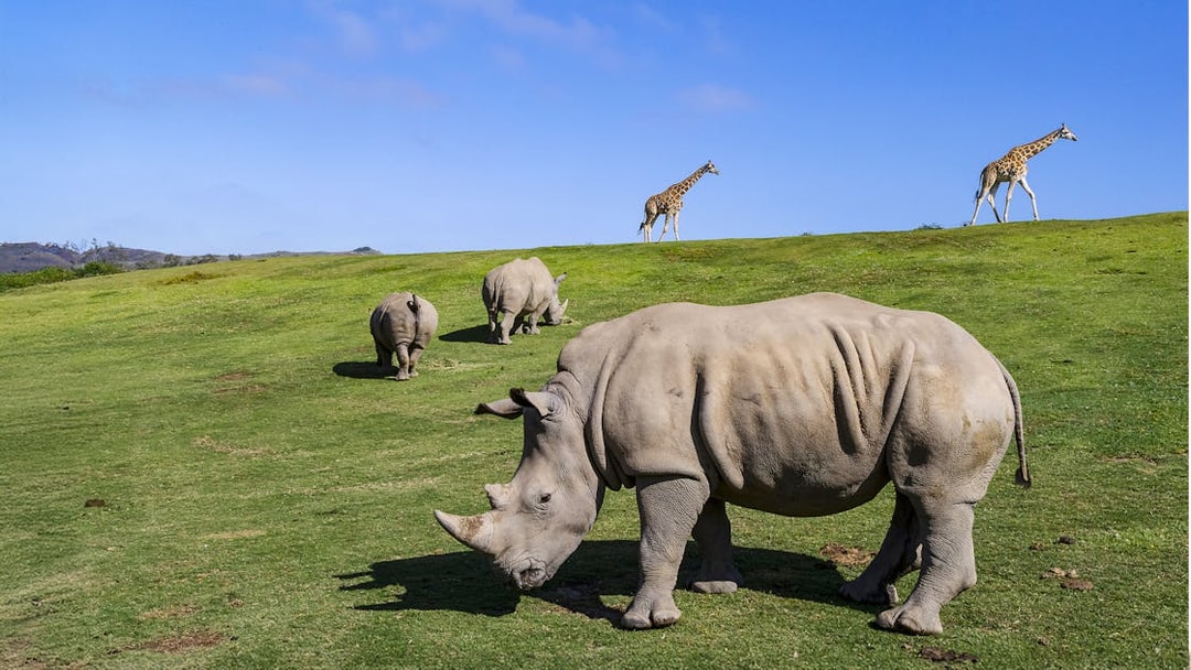Rhinos and giraffes grazing at San Diego Zoo Safari Park.