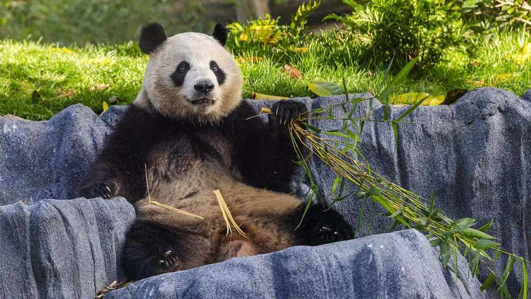 Panda eating bamboo at San Diego Zoo Safari Park.