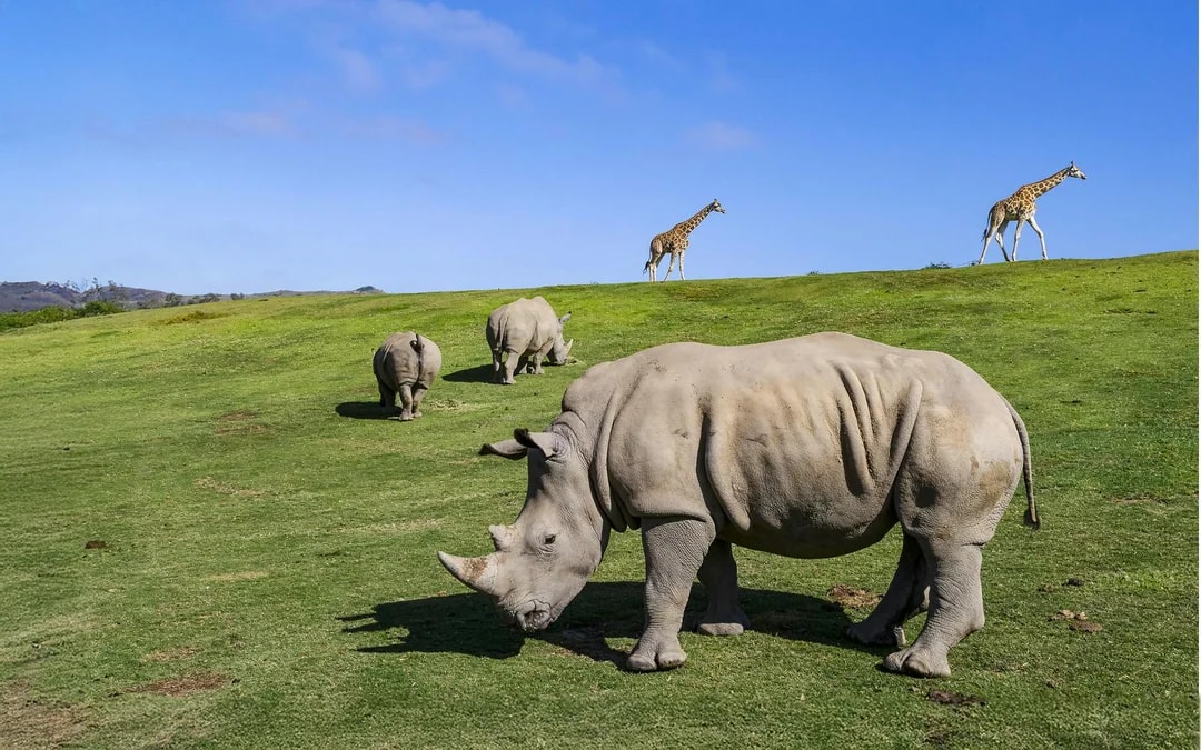 San Diego Zoo & Safari Park 2-Visit Pass Image 8