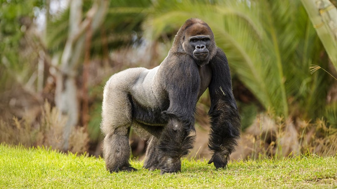 Gorilla standing on grass at San Diego Zoo Safari Park.