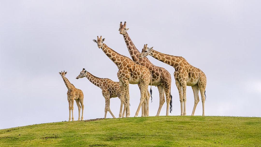 Family of giraffes standing on a grassy hill at San Diego Zoo Safari Park.